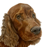 Pet Portrait (coloured pencil) DEPOSIT ONLY