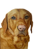 Pet Portrait (coloured pencil) DEPOSIT ONLY