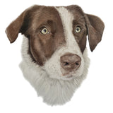 Pet Portrait (coloured pencil) DEPOSIT ONLY