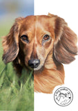 Pet Portrait (coloured pencil) DEPOSIT ONLY