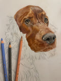 Pet Portrait (coloured pencil) DEPOSIT ONLY