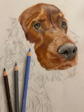 Pet Portrait (coloured pencil) DEPOSIT ONLY