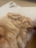 Pet Portrait (coloured pencil) DEPOSIT ONLY