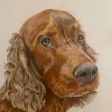 Pet Portrait (coloured pencil) DEPOSIT ONLY